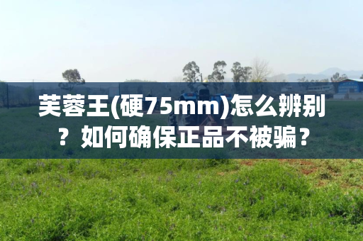 芙蓉王(硬75mm)怎么辨别？如何确保正品不被骗？